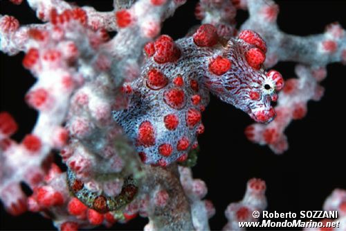 Cavalluccio marino pigmeo (Hippocampus bargibanti)