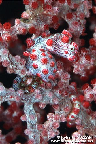 Arenicola (N.d. n.d.)