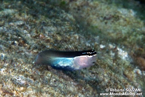 Bavosa di Banda (Ecsenius bandanus)