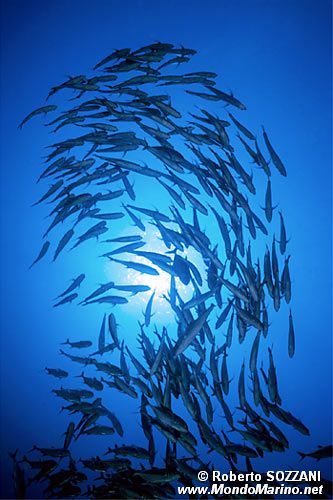 Carangide (Caranx sexfasciatus)