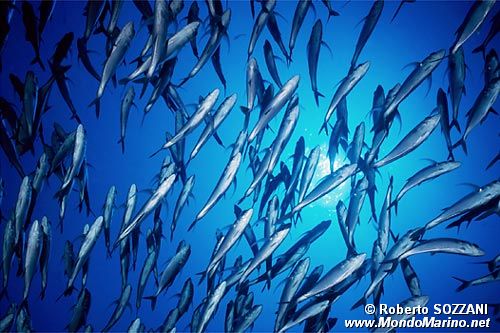 Carangide (Caranx sexfasciatus)