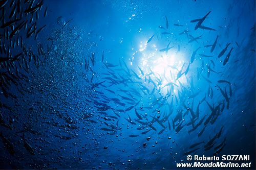 Carangide (Caranx sexfasciatus)