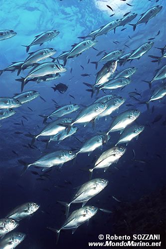 Carangide (Caranx sexfasciatus)