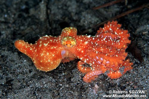 Polpo stellato (Octopus luteus)