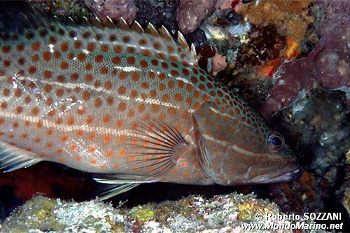 Cernia tropicale (Anyperodon leucogrammicus)