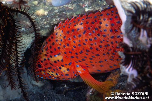 Cernia miniata (Cephalopholis miniata)