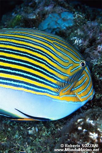 Pesce chirurgo rigato (Acanthurus lineatus)