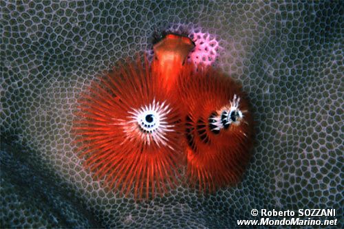 Anellide albero di natale (Spirobranchus giganteus)
