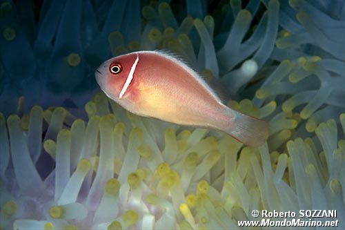Pesce pagliaccio rosa (Amphiprion perideraion)