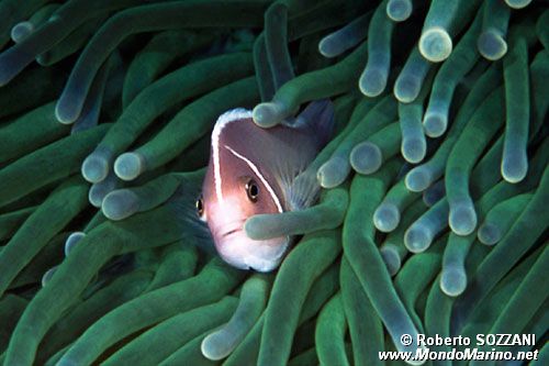 Pesce pagliaccio rosa (Amphiprion perideraion)