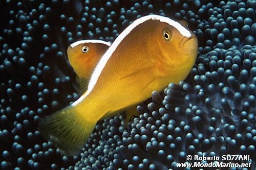 Pesce pagliaccio arancione (Amphiprion sandaracinos)