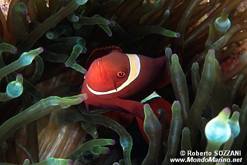 Pesce pagliaccio spinoso (Premnas biaculeatus)