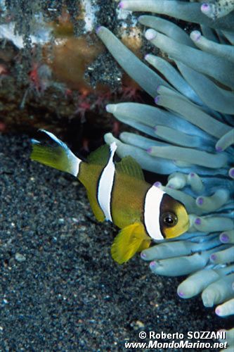 Pesce pagliaccio di Clark (Amphiprion clarkii)