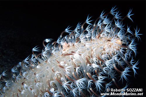 Arenicola (N.d. n.d.)