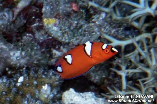 Donzella (Coris gaimard)