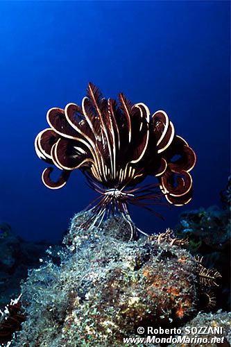 Crinoide (Himerometra robustipinna)