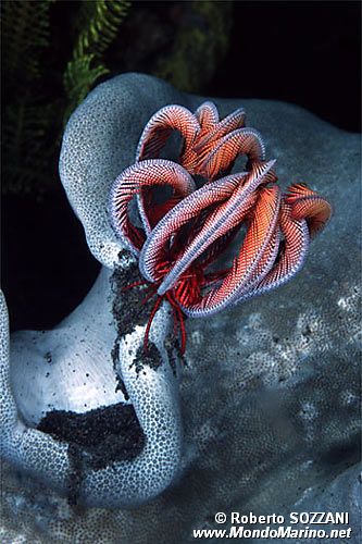 Crinoide (Himerometra robustipinna)