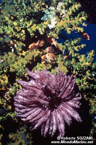 Arenicola (N.d. n.d.)