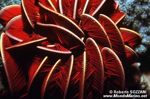 Crinoide (Himerometra robustipinna)