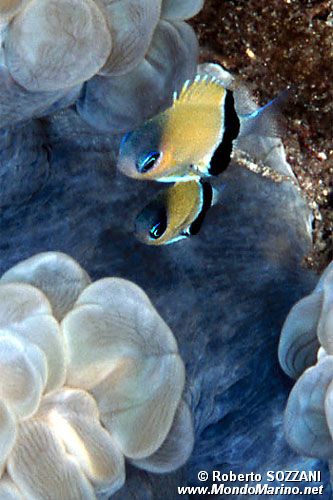 Donzella retrofasciata (Chromis retrofasciata)
