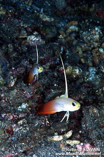 Gobide (Nemateleotris magnifica)