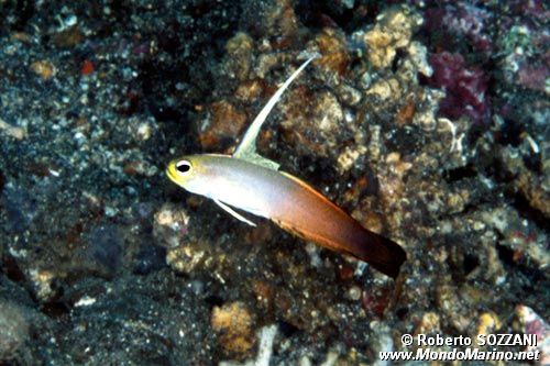 Gobide (Nemateleotris magnifica)