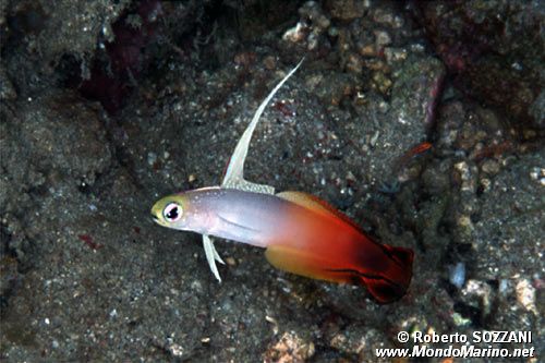 Gobide (Nemateleotris magnifica)