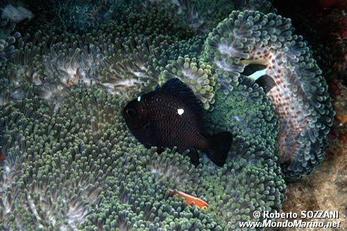 Dascillus nero (Dascyllus trimaculatus)