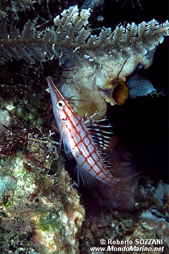 Pesce falco muso lungo (Oxycirrhites typus)