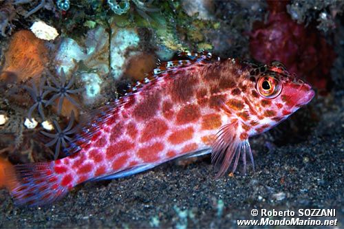 Pesce falco folletto (Cirrhitichthys oxycephalus)