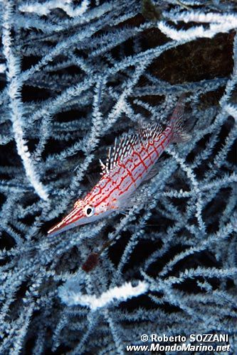 Pesce falco muso lungo (Oxycirrhites typus)