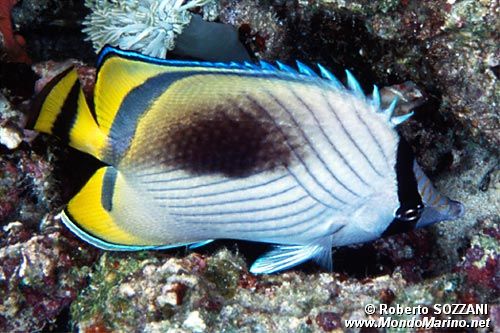 Pesce farfalla vagabondo (Chaetodon vagabundus)