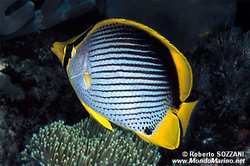 Pesce farfalla (Chaetodon melannotus)