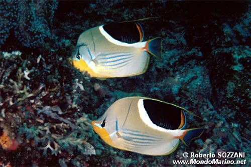 Pesce farfalla sellato (Chaetodon ephippium)