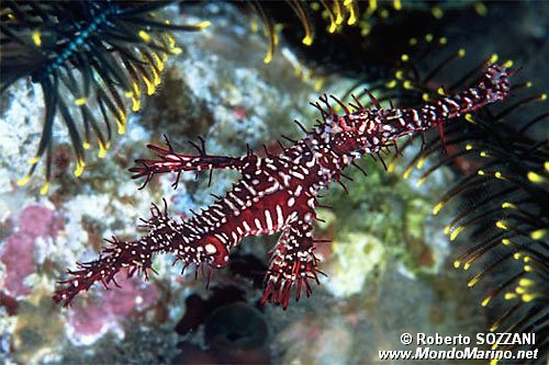 Pesce ago fantasma ornato (Solenostomus paradoxus)