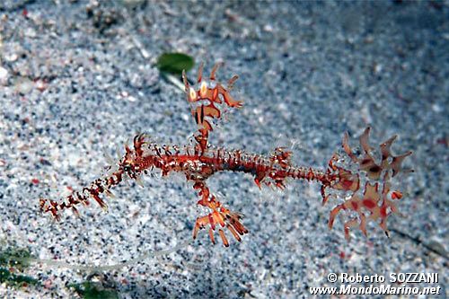 Pesce ago fantasma ornato (Solenostomus paradoxus)