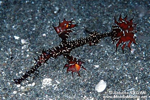 Pesce ago fantasma ornato (Solenostomus paradoxus)