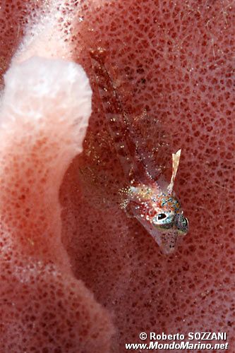 Peperoncino (n.d. n.d.)