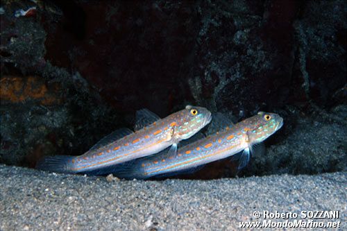 Gobide fanciulla (Valenciennea puellaris)