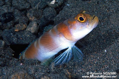 Ghiozzo (Amblyeleotris yanoi)
