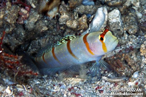 Ghiozzo (Amblyeleotris randalli)