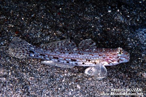 Ghiozzo (Istigobius decoratus)