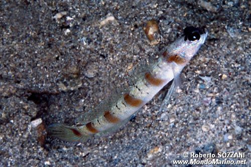 Ghiozzo di Steinitz (Amblyeleotris steinitzi)