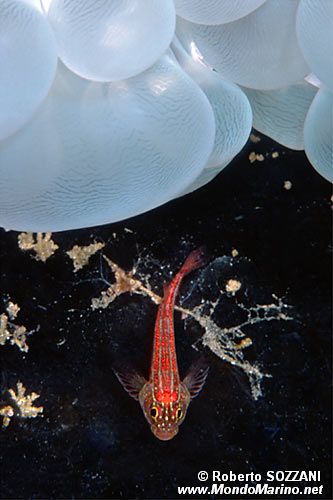 Trepinne (Helcogramma striatum)