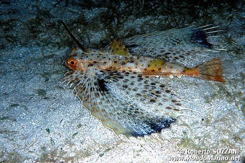 Pesce civetta (Dactyloptena orientalis)