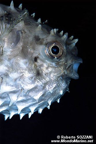 Pesce istrice a spine corte (Cyclichthys orbicularis)