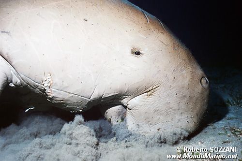 Dugongo (Dugong dugon)