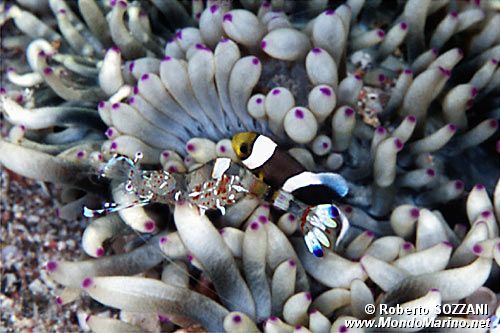 Pesce pagliaccio di Clark (Amphiprion clarkii)