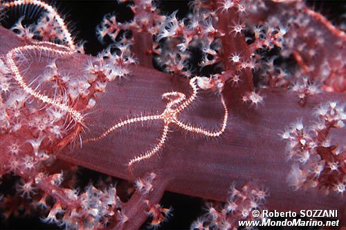 Ofiura (Ophiotrix sp.)