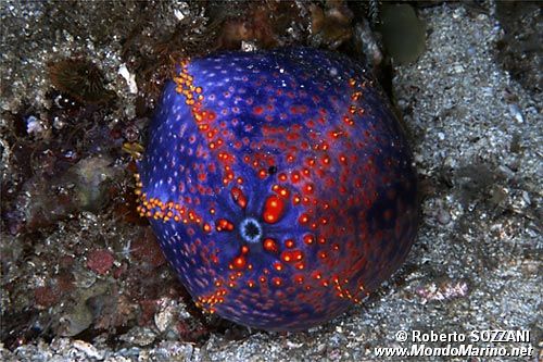 Oloturia mela di mare (Pseudocolochirus violaceus)